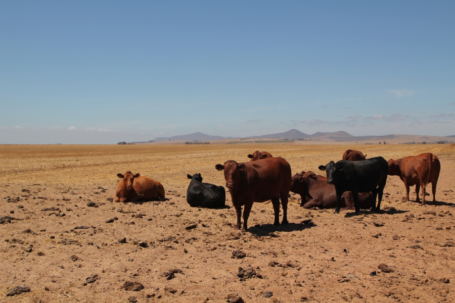 5 Bedroom Property for Sale in Darling Western Cape